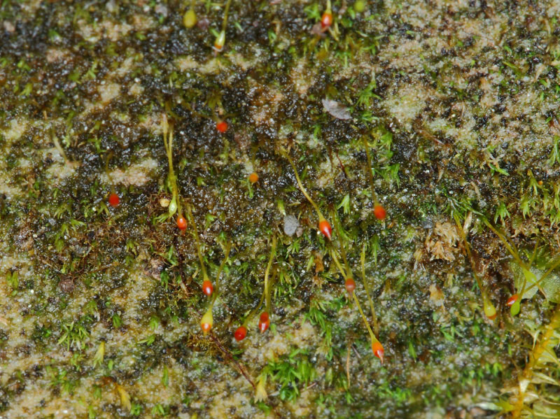 Seligeria brevifolia